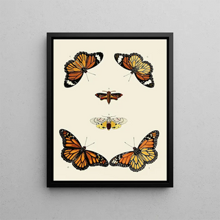 Pieter Cramer - Foreign butterflies occurring in the three continents Asia Africa and America Pl014.webp