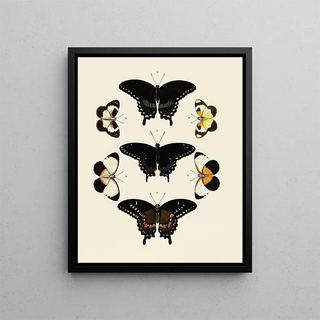 Pieter Cramer - Foreign butterflies occurring in the three continents Asia Africa and America Pl015.webp