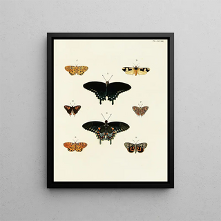 Pieter Cramer - Foreign butterflies occurring in the three continents Asia Africa and America Pl016.webp