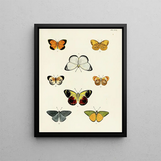 Pieter Cramer - Foreign butterflies occurring in the three continents Asia Africa and America Pl018.webp