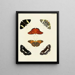 Pieter Cramer - Foreign butterflies occurring in the three continents Asia Africa and America Pl020.webp