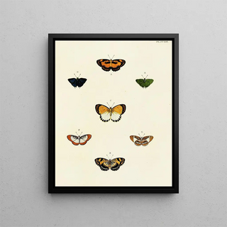 Pieter Cramer - Foreign butterflies occurring in the three continents Asia Africa and America Pl021.webp