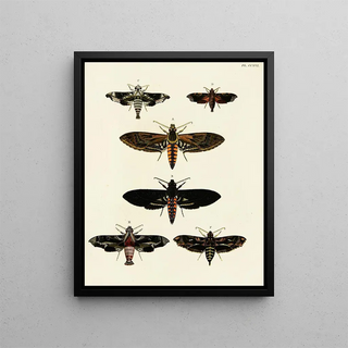 Pieter Cramer - Foreign butterflies occurring in the three continents Asia Africa and America Pl024.webp