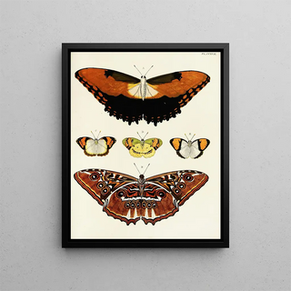 Pieter Cramer - Foreign butterflies occurring in the three continents Asia Africa and America Pl025.webp