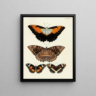 Pieter Cramer - Foreign butterflies occurring in the three continents Asia Africa and America Pl026.webp
