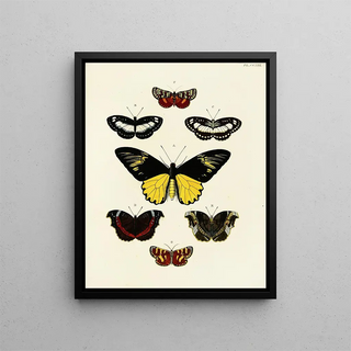 Pieter Cramer - Foreign butterflies occurring in the three continents Asia Africa and America Pl027.webp