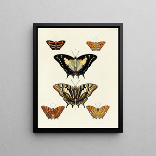 Pieter Cramer - Foreign butterflies occurring in the three continents Asia Africa and America Pl028.webp