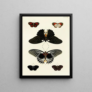 Pieter Cramer - Foreign butterflies occurring in the three continents Asia Africa and America Pl029.webp