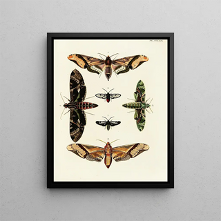 Pieter Cramer - Foreign butterflies occurring in the three continents Asia Africa and America Pl031.webp