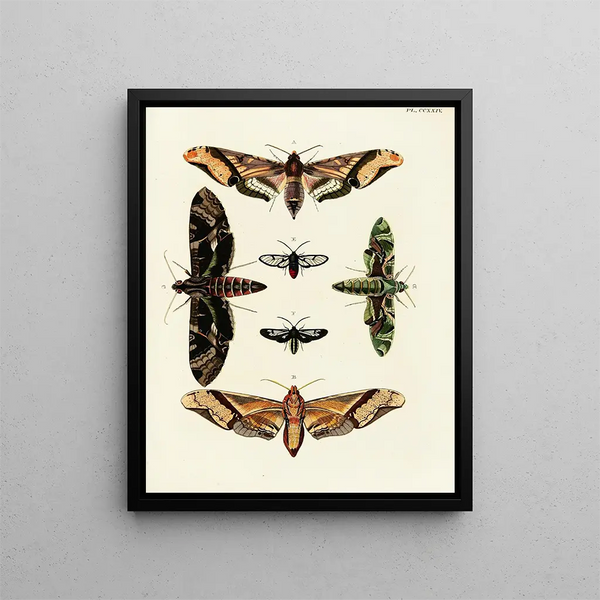 Pieter Cramer - Foreign butterflies occurring in the three continents Asia Africa and America Pl031.webp