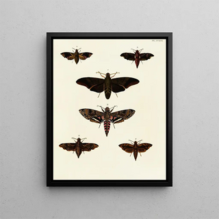 Pieter Cramer - Foreign butterflies occurring in the three continents Asia Africa and America Pl032.webp