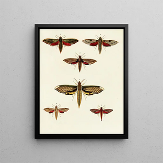 Pieter Cramer - Foreign butterflies occurring in the three continents Asia Africa and America Pl033.webp