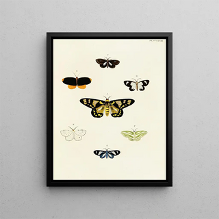 Pieter Cramer - Foreign butterflies occurring in the three continents Asia Africa and America Pl035.webp