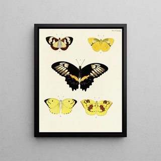 Pieter Cramer - Foreign butterflies occurring in the three continents Asia Africa and America Pl036.webp