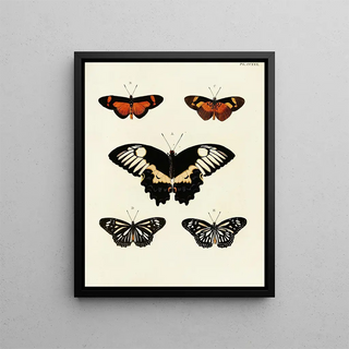 Pieter Cramer - Foreign butterflies occurring in the three continents Asia Africa and America Pl037.webp