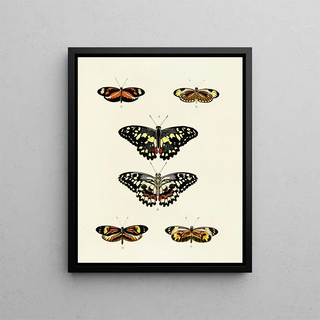 Pieter Cramer - Foreign butterflies occurring in the three continents Asia Africa and America Pl039.webp