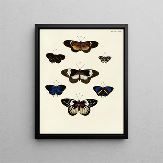 Pieter Cramer - Foreign butterflies occurring in the three continents Asia Africa and America Pl040.webp