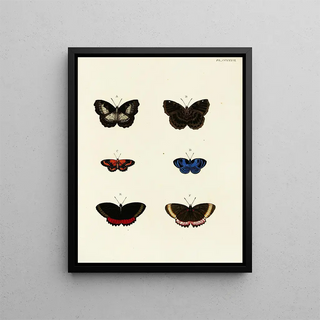 Pieter Cramer - Foreign butterflies occurring in the three continents Asia Africa and America Pl043.webp