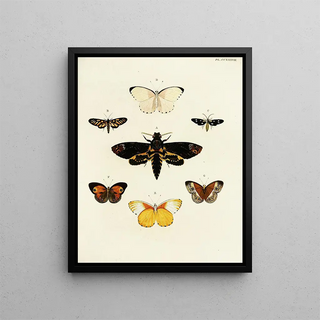 Pieter Cramer - Foreign butterflies occurring in the three continents Asia Africa and America Pl044.webp