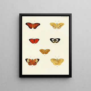 Pieter Cramer - Foreign butterflies occurring in the three continents Asia Africa and America Pl045.webp