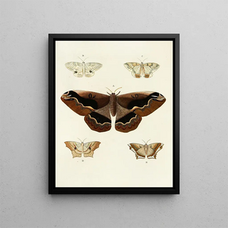 Pieter Cramer - Foreign butterflies occurring in the three continents Asia Africa and America Pl047.webp