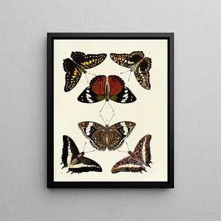 Pieter Cramer - Foreign butterflies occurring in the three continents Asia Africa and America Pl048.webp