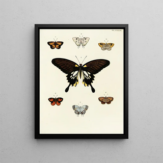 Pieter Cramer - Foreign butterflies occurring in the three continents Asia Africa and America Pl050.webp