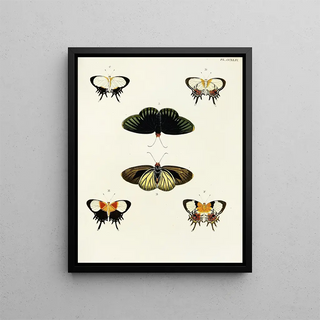 Pieter Cramer - Foreign butterflies occurring in the three continents Asia Africa and America Pl051.webp