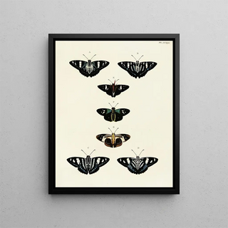Pieter Cramer - Foreign butterflies occurring in the three continents Asia Africa and America Pl052.webp