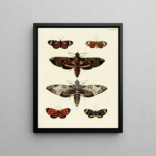 Pieter Cramer - Foreign butterflies occurring in the three continents Asia Africa and America Pl053.webp