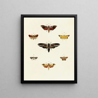 Pieter Cramer - Foreign butterflies occurring in the three continents Asia Africa and America Pl054.webp