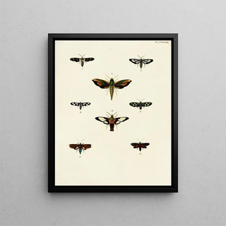 Pieter Cramer - Foreign butterflies occurring in the three continents Asia Africa and America Pl055.webp