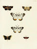 Mariposas extranjeras presentes en los tres continentes Asia, África y América Pl058 - Pieter Cramer — vista de la obra