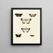 Mariposas extranjeras presentes en los tres continentes Asia, África y América Pl058 - Pieter Cramer — cuadro enmarcado en la pared