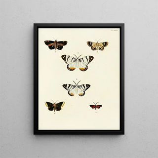 Pieter Cramer - Foreign butterflies occurring in the three continents Asia Africa and America Pl058.webp