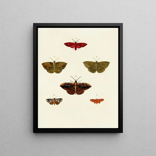Pieter Cramer - Foreign butterflies occurring in the three continents Asia Africa and America Pl059.webp