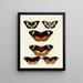 Mariposas extranjeras presentes en los tres continentes Asia, África y América Pl062 - Pieter Cramer — cuadro enmarcado en la pared