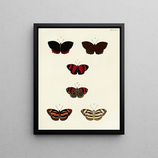Pieter Cramer - Foreign butterflies occurring in the three continents Asia Africa and America Pl063.webp