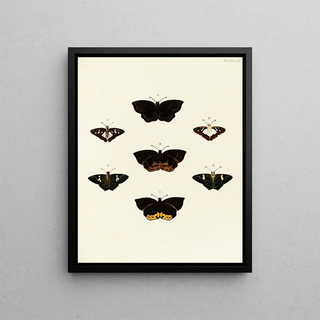 Pieter Cramer - Foreign butterflies occurring in the three continents Asia Africa and America Pl068.webp