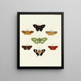 Pieter Cramer - Foreign butterflies occurring in the three continents Asia Africa and America Pl069.webp