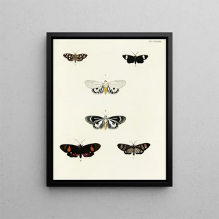 Pieter Cramer - Foreign butterflies occurring in the three continents Asia Africa and America Pl070.webp