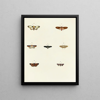 Pieter Cramer - Foreign butterflies occurring in the three continents Asia Africa and America Pl071.webp