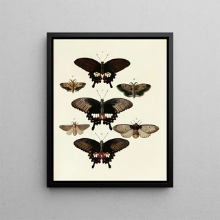 Pieter Cramer - Foreign butterflies occurring in the three continents Asia Africa and America Pl072.webp