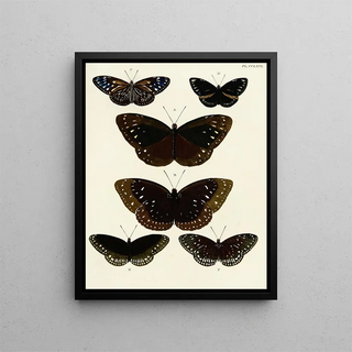 Pieter Cramer - Foreign butterflies occurring in the three continents Asia Africa and America Pl073.webp