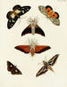 Mariposas extranjeras presentes en los tres continentes Asia, África y América Pl074 - Pieter Cramer — vista de la obra