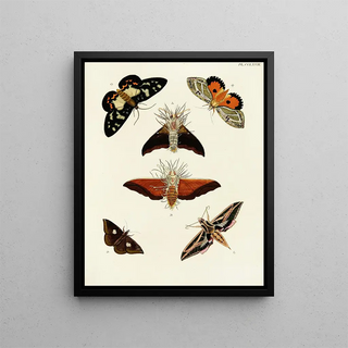 Pieter Cramer - Foreign butterflies occurring in the three continents Asia Africa and America Pl074.webp