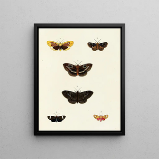 Pieter Cramer - Foreign butterflies occurring in the three continents Asia Africa and America Pl081.webp