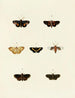 Mariposas extranjeras presentes en los tres continentes Asia, África y América Pl083 - Pieter Cramer — vista de la obra