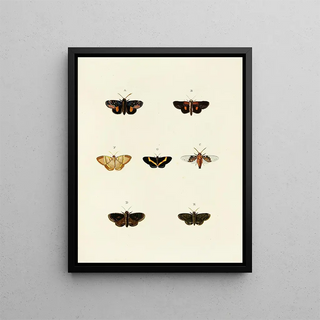 Pieter Cramer - Foreign butterflies occurring in the three continents Asia Africa and America Pl083.webp