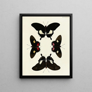 Pieter Cramer - Foreign butterflies occurring in the three continents Asia Africa and America Pl084.webp